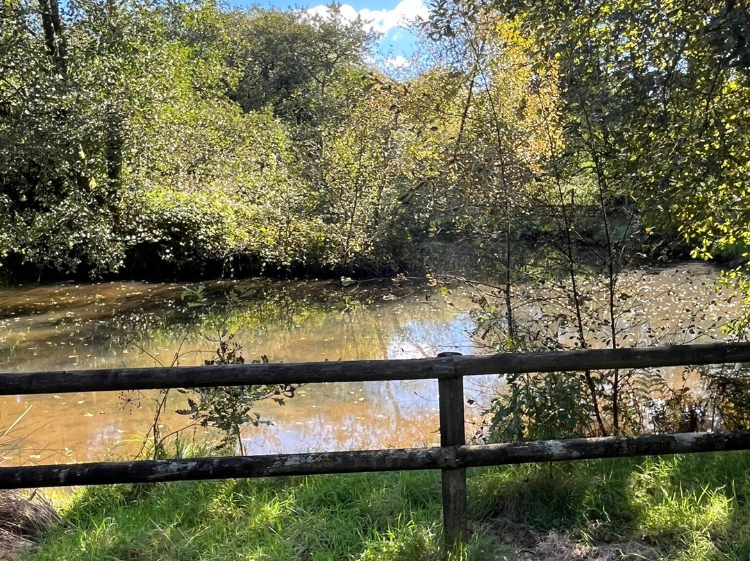 Willow Tree Café & Woodland Walk-North Petherwin必去景点