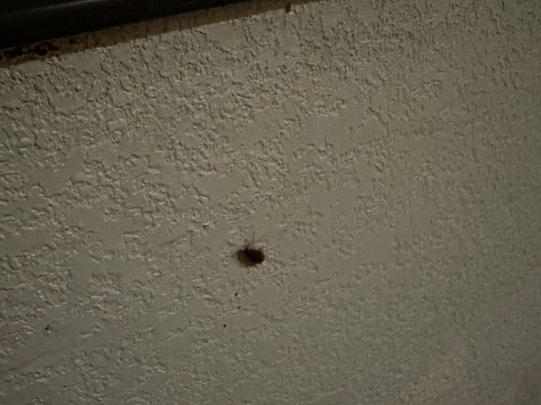 Red Roof Inn Austin - Round Rock主图