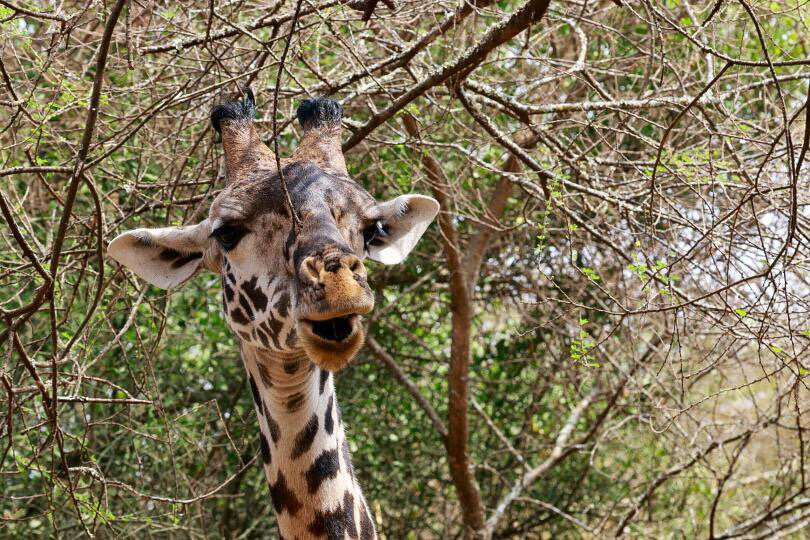 Arusha Giraffe Centre-阿鲁沙必去景点