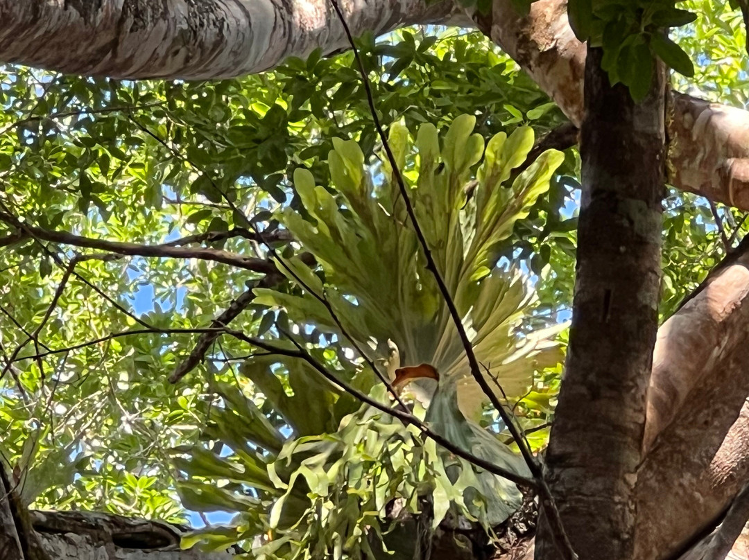 Curtain Fig National Park-Yungaburra必去景点