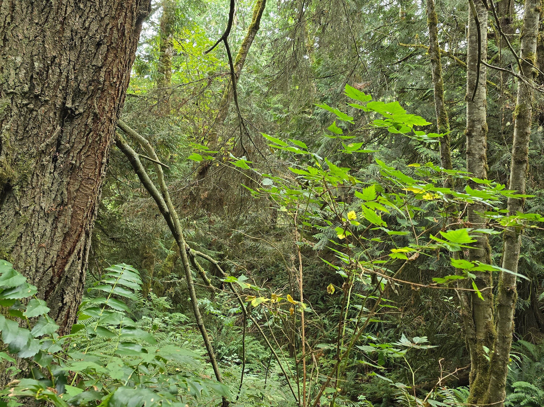 Ludlow Falls Interpretive Trail景点图片