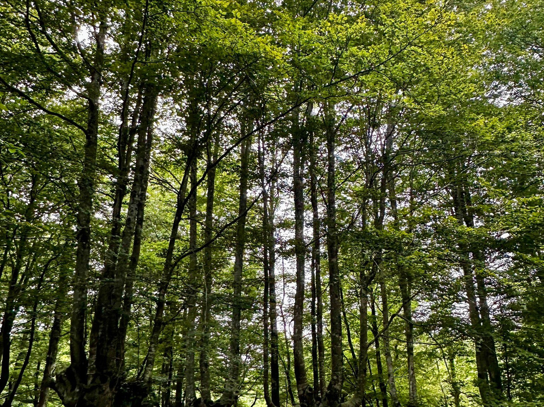 Gorbeia Parke Naturala景点图片