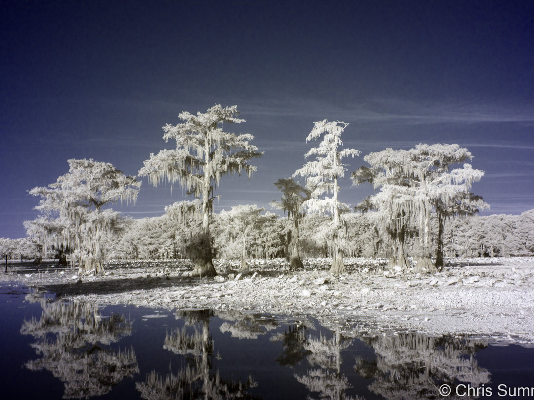 Caddo Lake Bayou Tours-Uncertain必去景点
