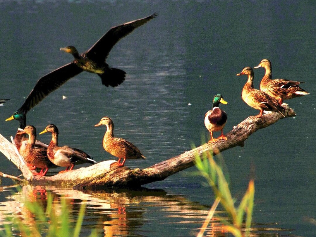 Lago di Pusiano景点图片