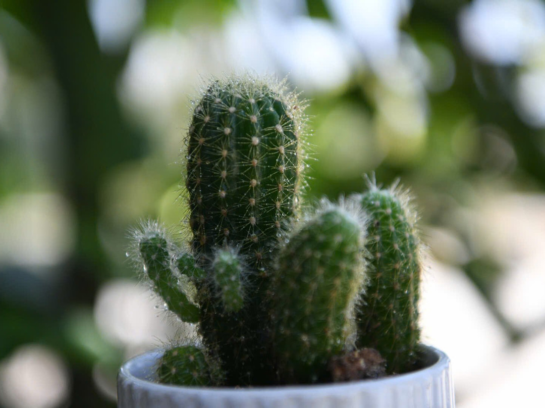 Thac Ba Lake-Yen Bai必去景点