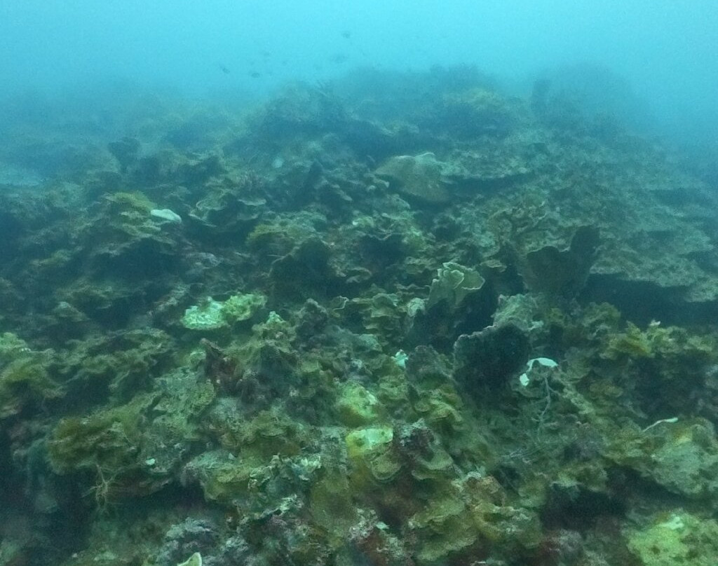 Coron Sanho Dive Center景点图片
