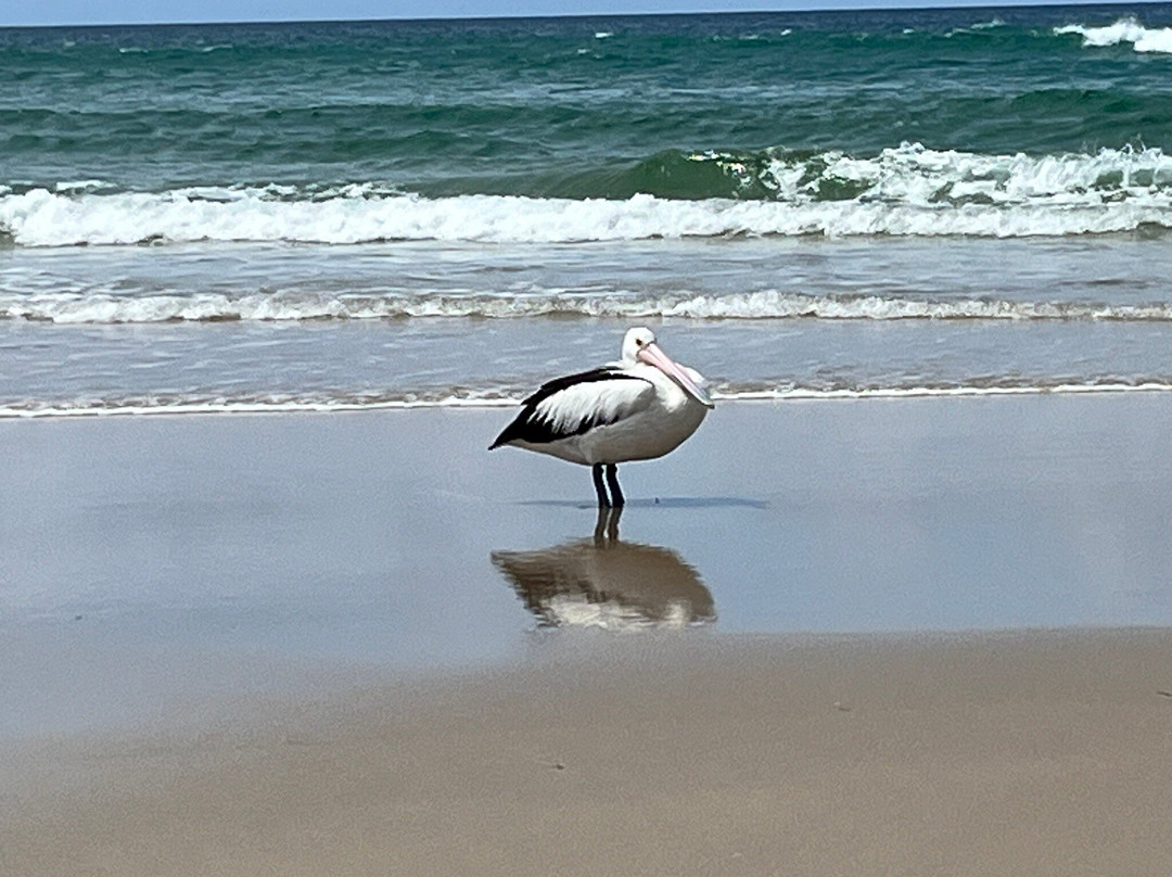 Straddie Kingfisher Tours景点图片