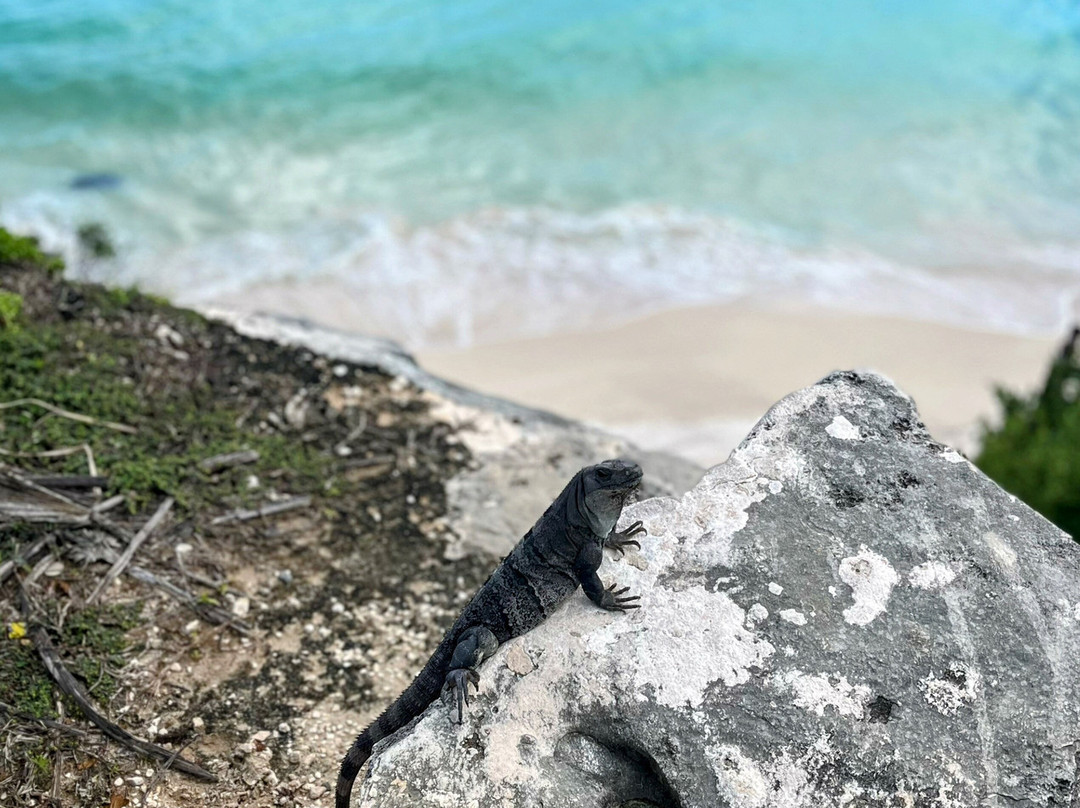 CS Caribbean Shuttle-坎昆必去景点