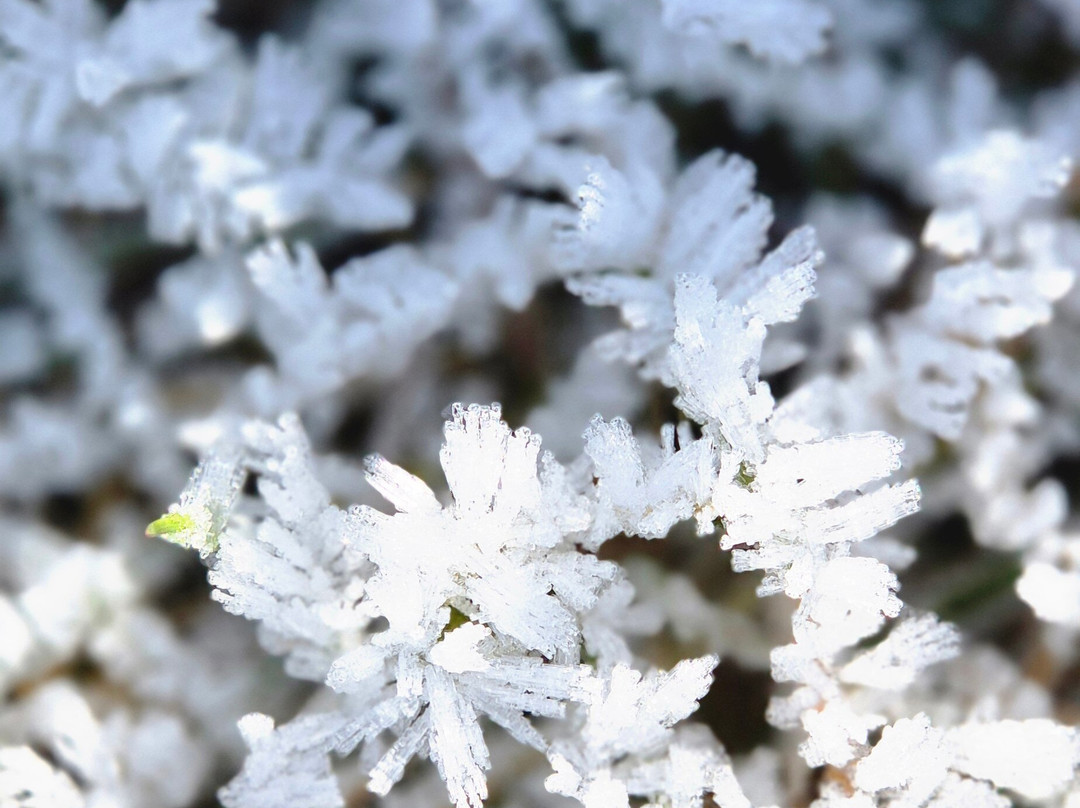 The Royals Apricot Garden