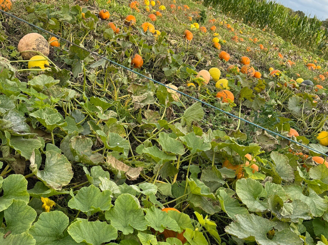 Kenyon Hall Farm景点图片