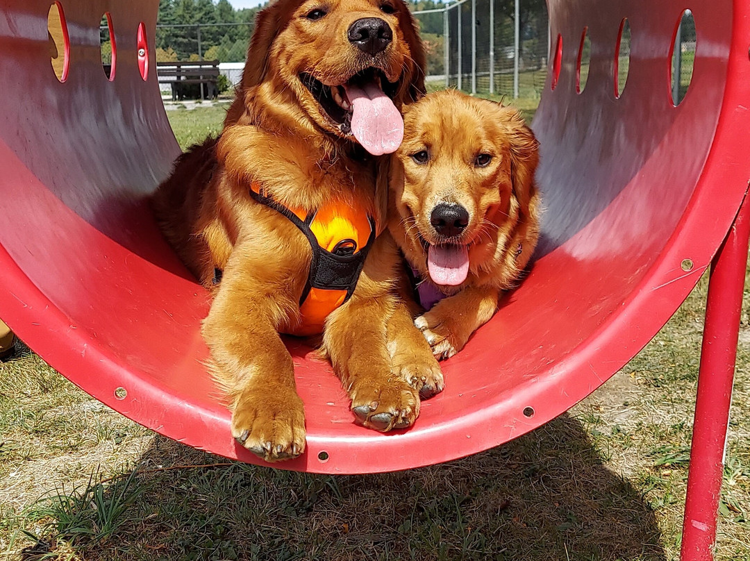 Oakland Dog Park景点图片