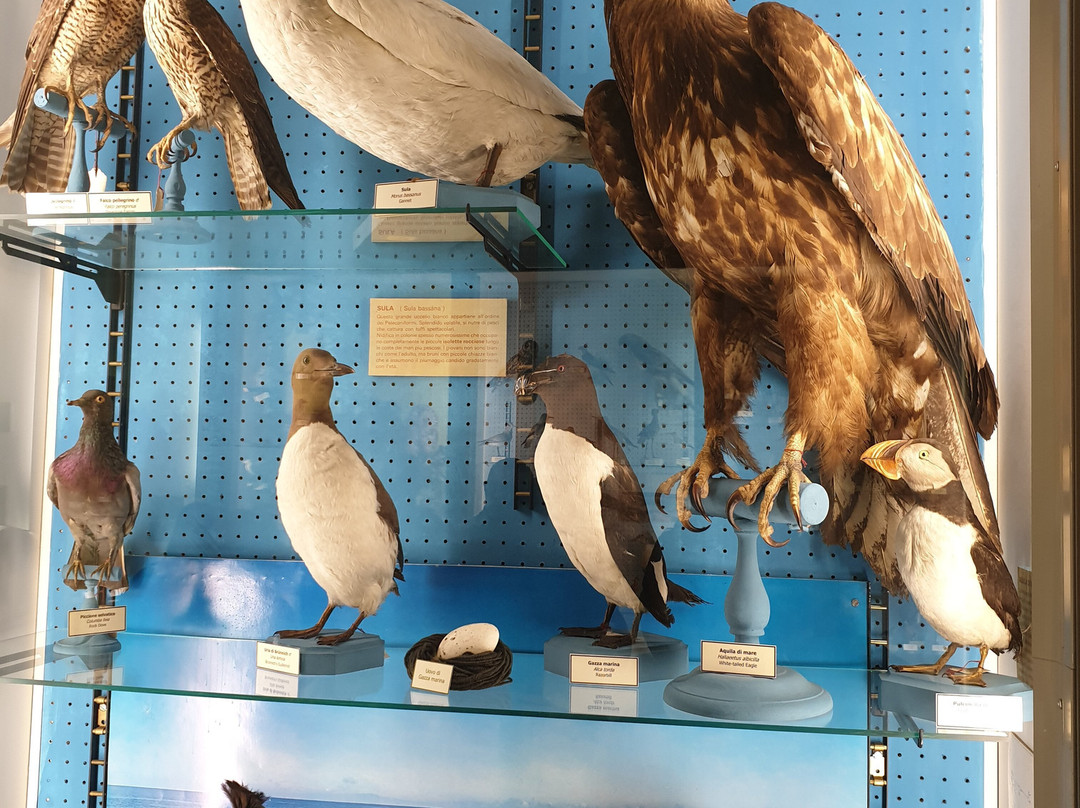 Museo Civico Craveri di Storia Naturale-Bra必去景点