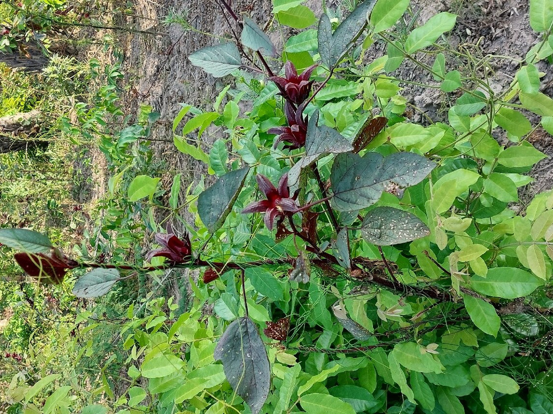 Casamance Vtt景点图片