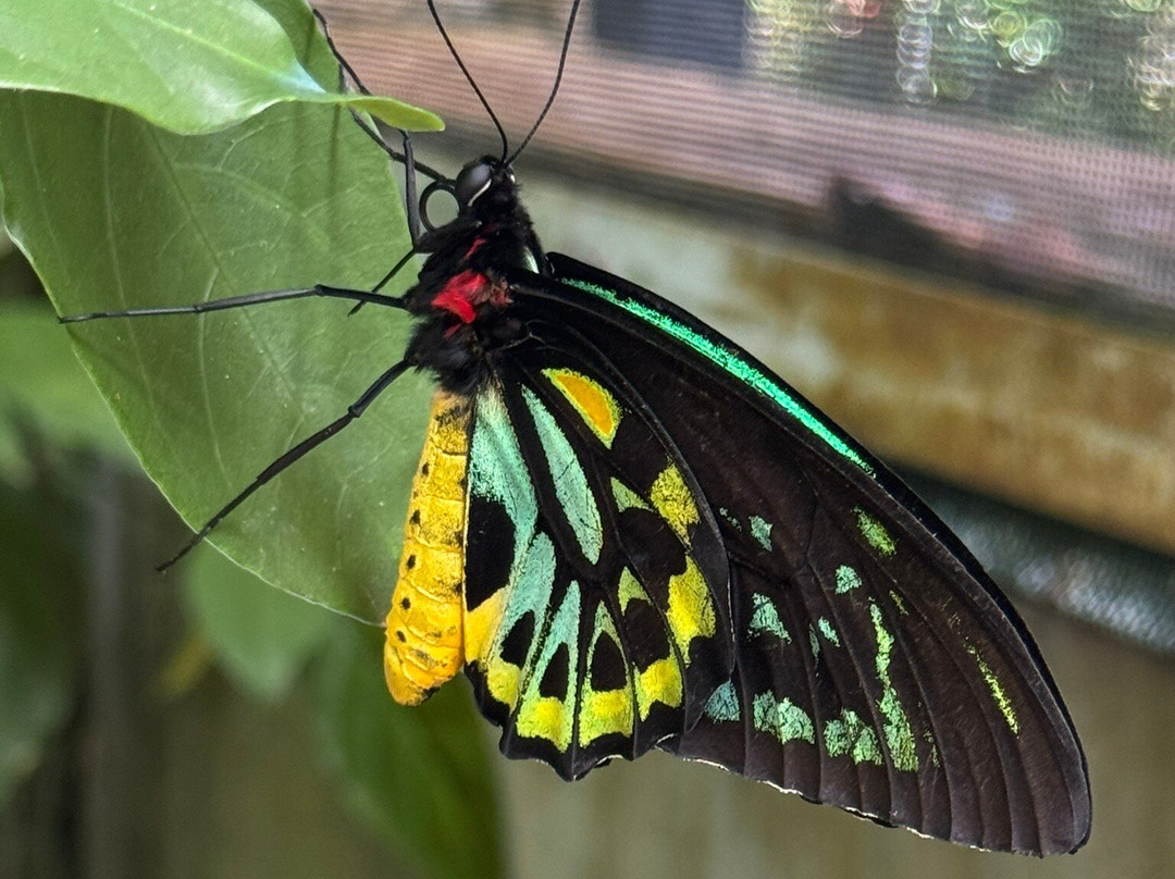 Australian Butterfly Sanctuary景点图片