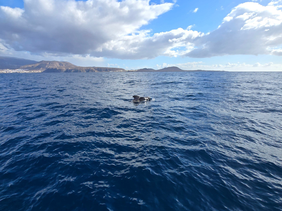 Neptuno Whale Experience Tenerife-特内里费岛必去景点