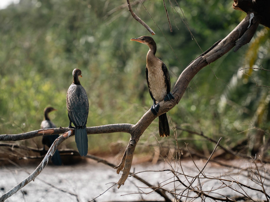 Gambian Bird Guide Ansuman Drammeh -  Best Boy Tours景点图片