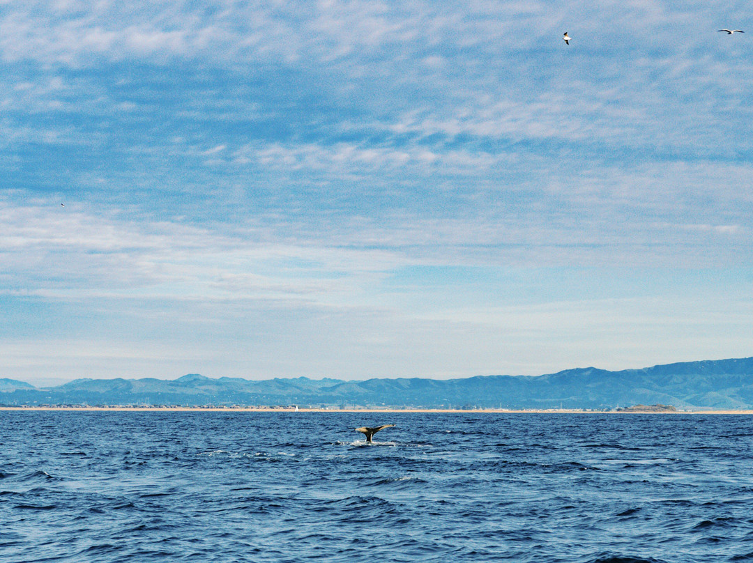 Discovery Whale Watch-蒙特雷必去景点