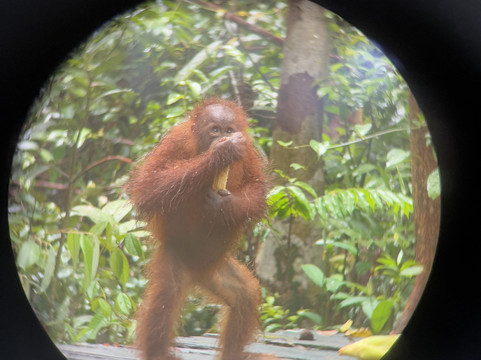 Asia Horizon-Pangkalan Bun必去景点