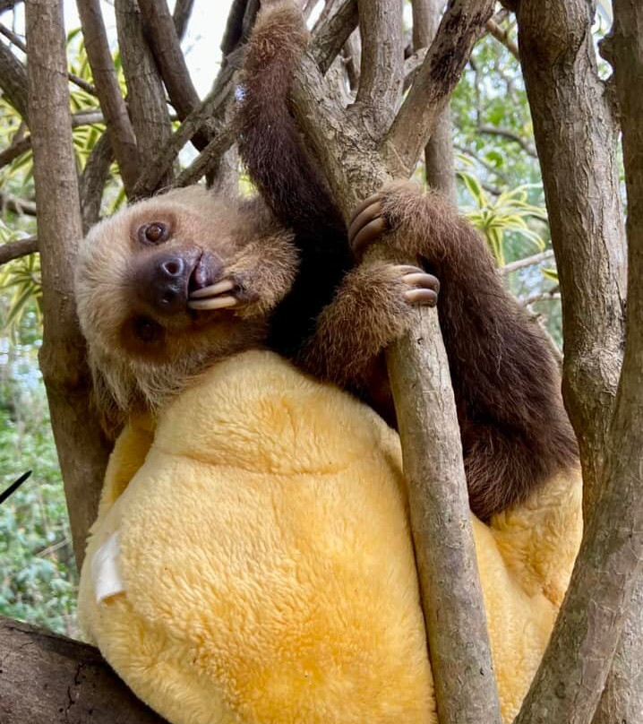 Rescue Center Costa Rica-阿拉辉拉必去景点