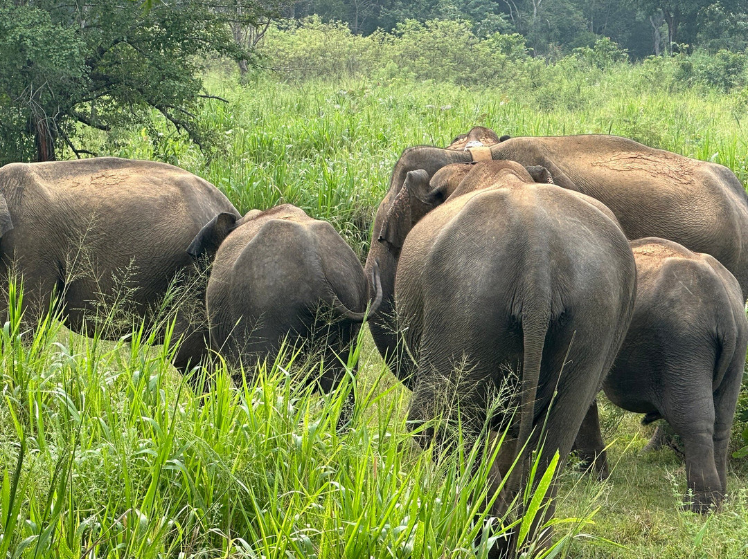 Lankan Wild Life Safari-哈巴拉娜必去景点