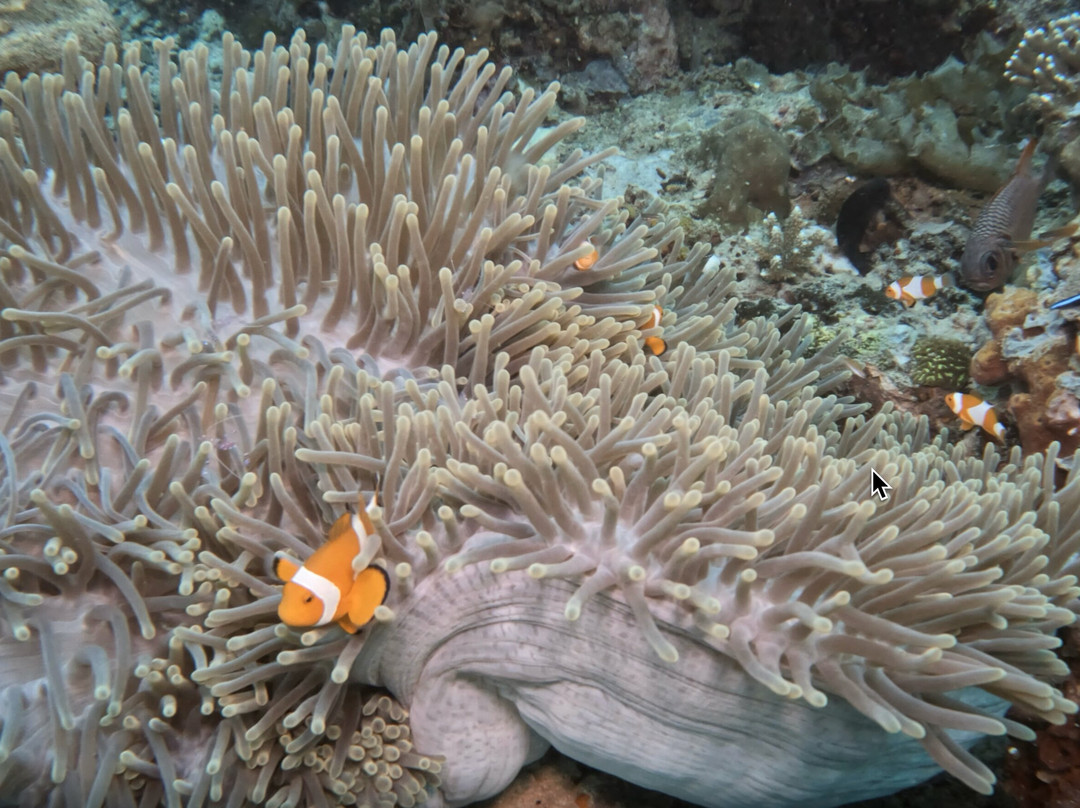 La Galigo Liveaboard - Raja Ampat North 8D/7N-Waisai必去景点