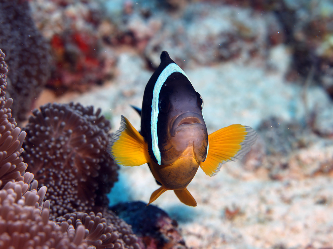 Dive Spirit Mauritius景点图片