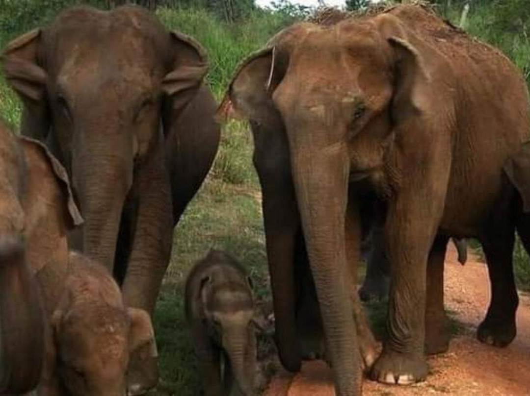 Udawalawe National Park Safari-乌达瓦拉瓦必去景点