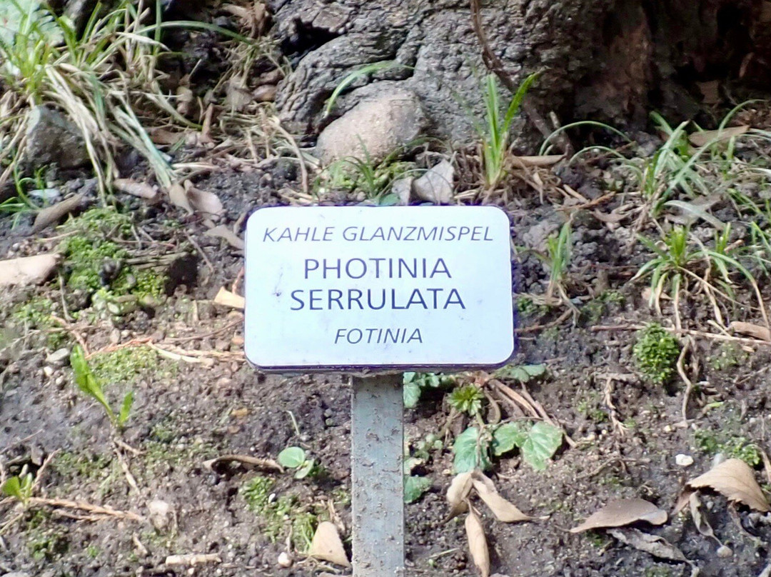 Passeggiata Gilf景点图片