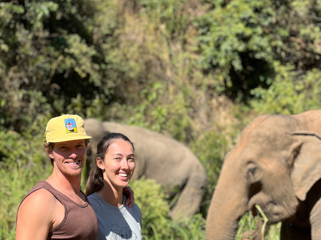 Bees - Burm And Emily's Elephant Sanctuary景点图片