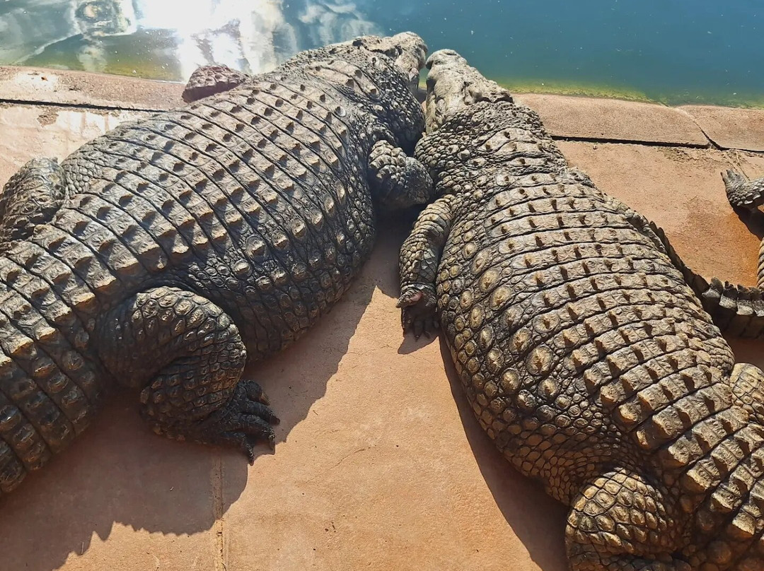 水堡餐馆和美食-Lalele Crocodile Farm