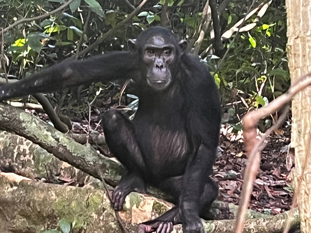 Go-Giraffe Safaris Limited-Dar es Salaam必去景点