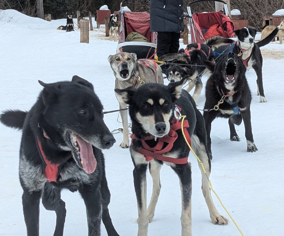 White Wilderness Sled Dog Adventures-伊利必去景点