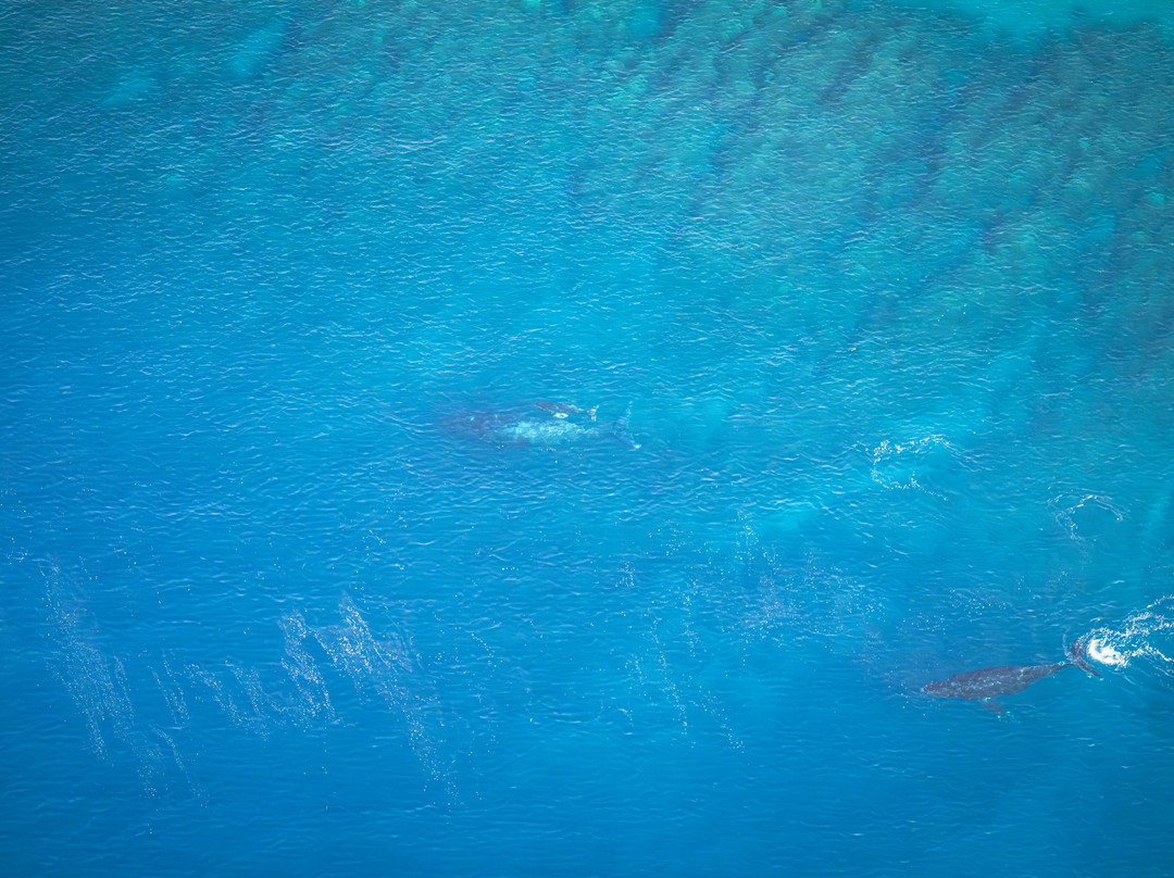 Go Fly Maui-卡胡卢伊必去景点