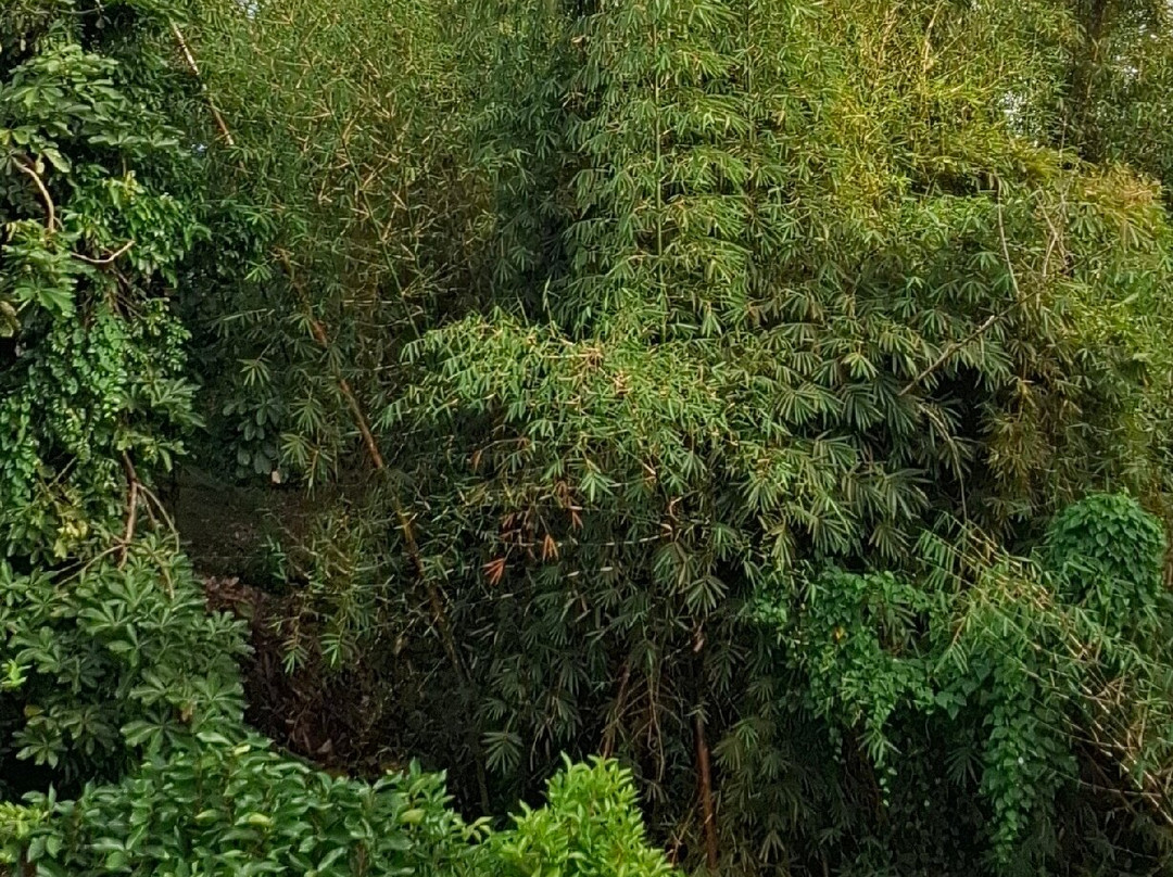 Grand Etang National Park景点图片