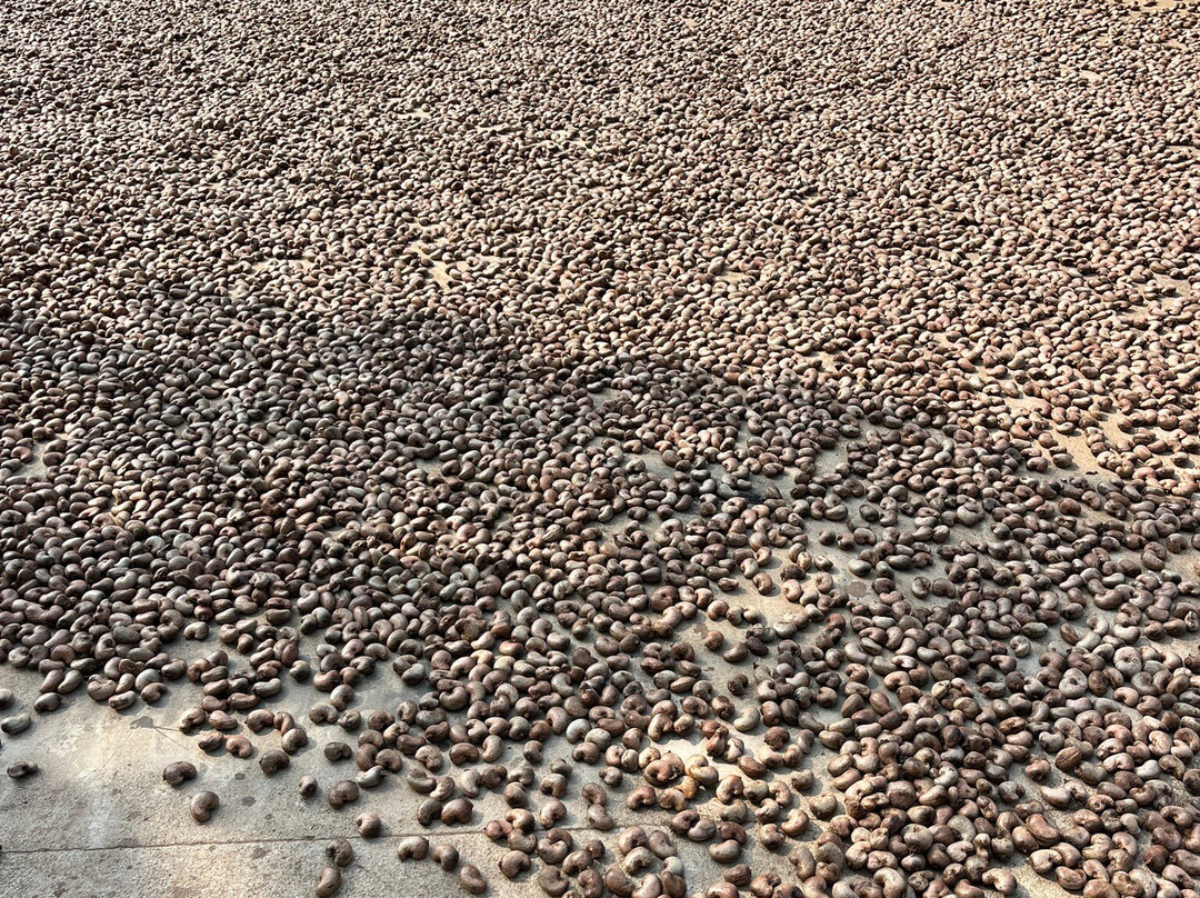 Skun Spider Sanctuary-斯昆必去景点