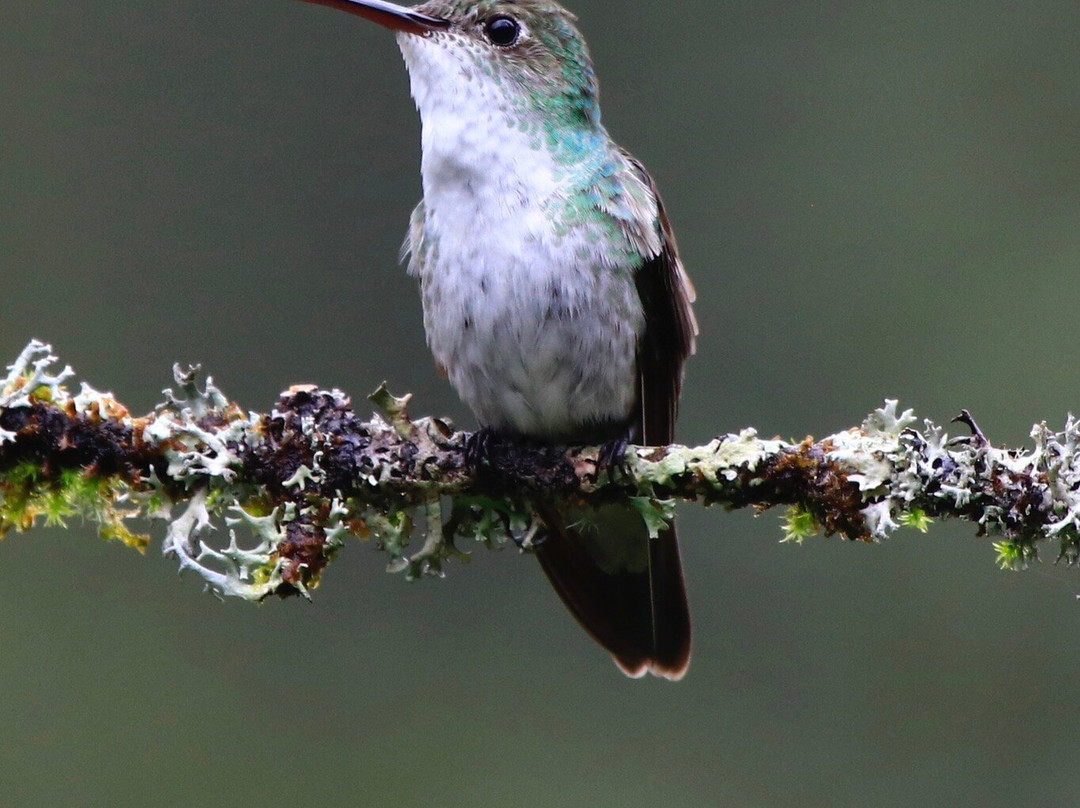 Santuario de colibríes - Ensifera Ensifera景点图片