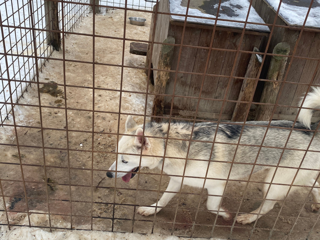 Arctic Circle Husky Park-罗瓦涅米必去景点