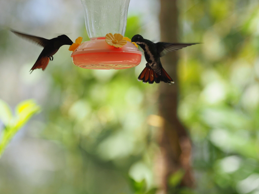 Adventure Farm and Nature Reserve-多巴哥必去景点