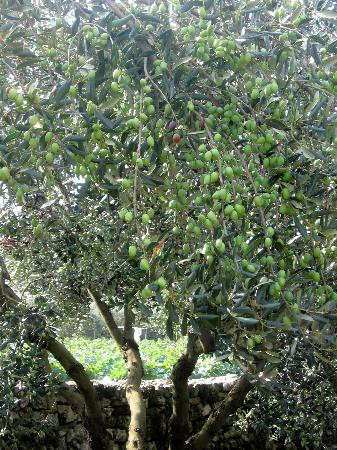 B&B Giardino degli Angeli主图