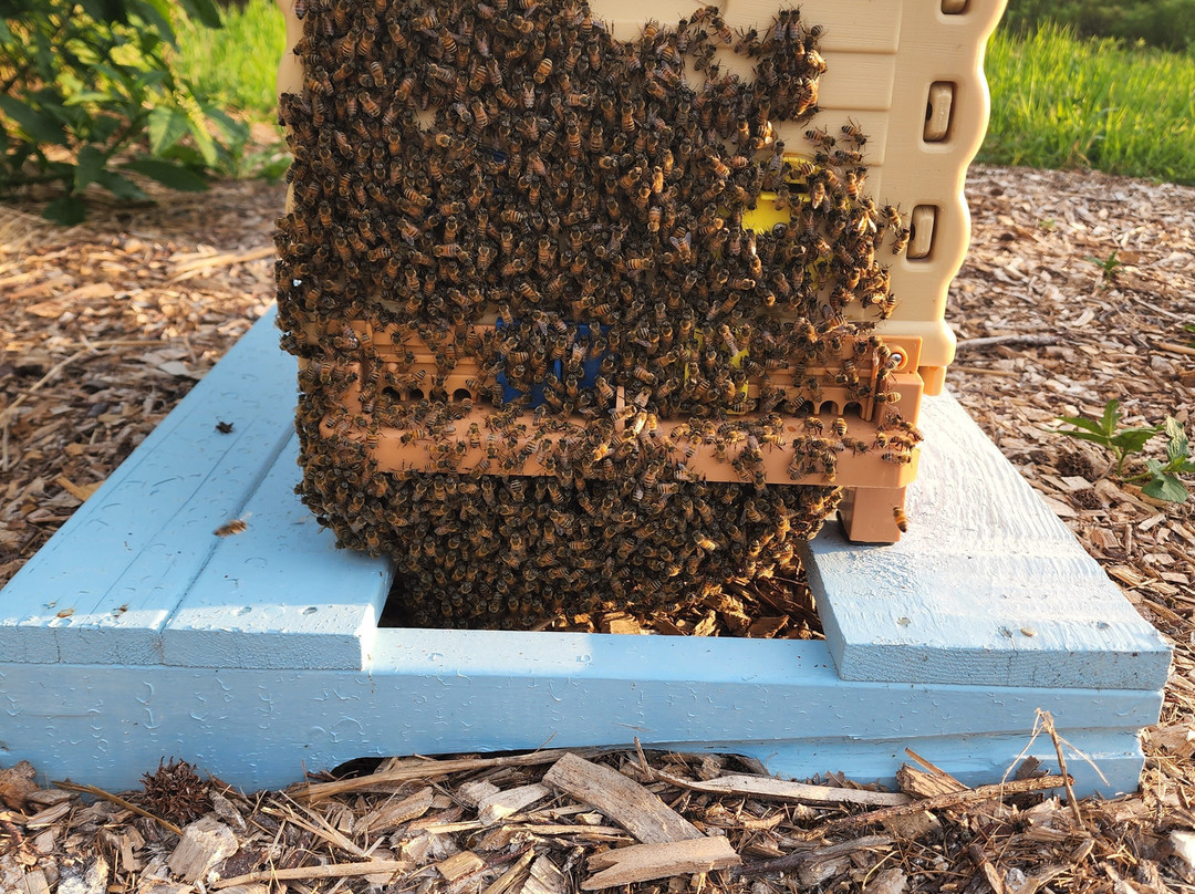 Carey Apiary-Frankford必去景点