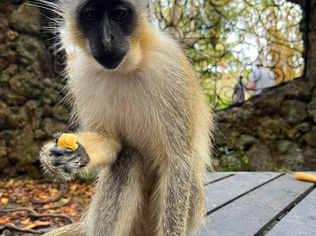 Barbados Wildlife Reserve景点图片