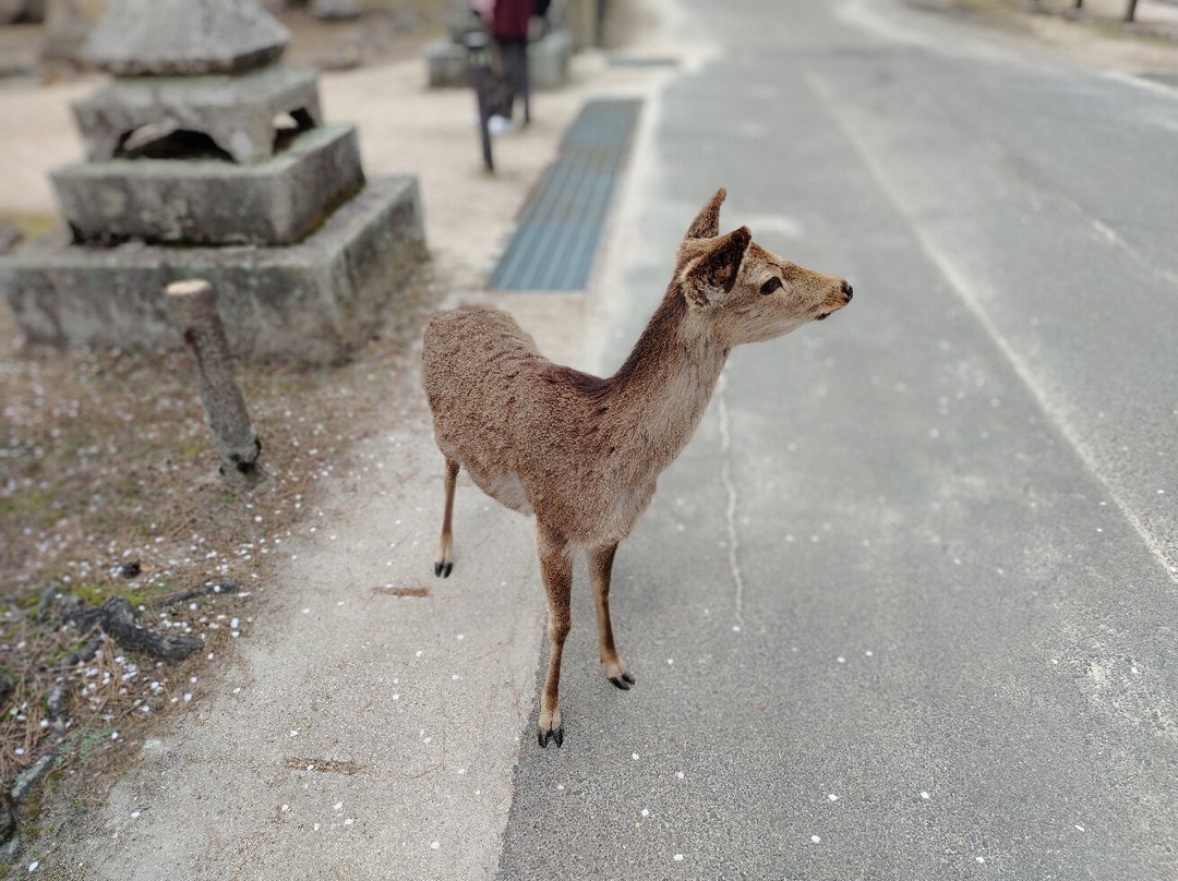 Tomo Park-福山市必去景点