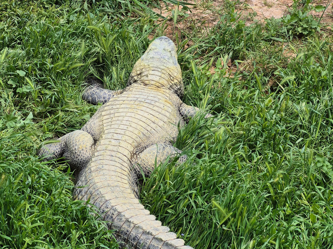Attica Zoological Park-斯巴达必去景点