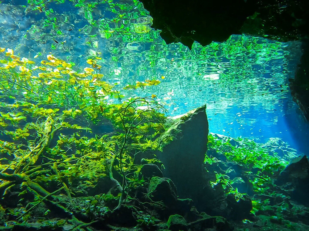 Dressel Divers Playa Del Carmen景点图片