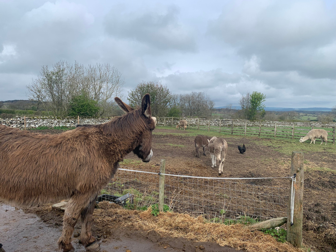 Barnhill Donkeys Retreat Sleagill景点图片
