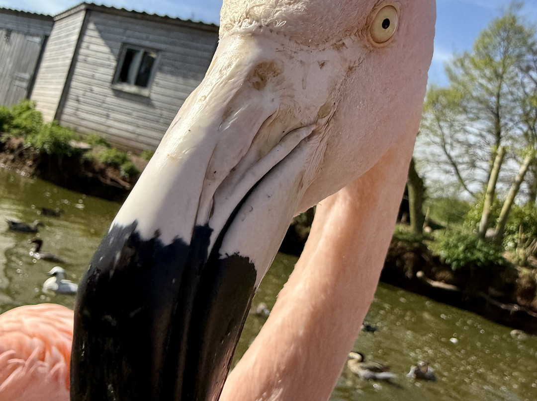Bird Gardens Scotland Cic-Oxton必去景点