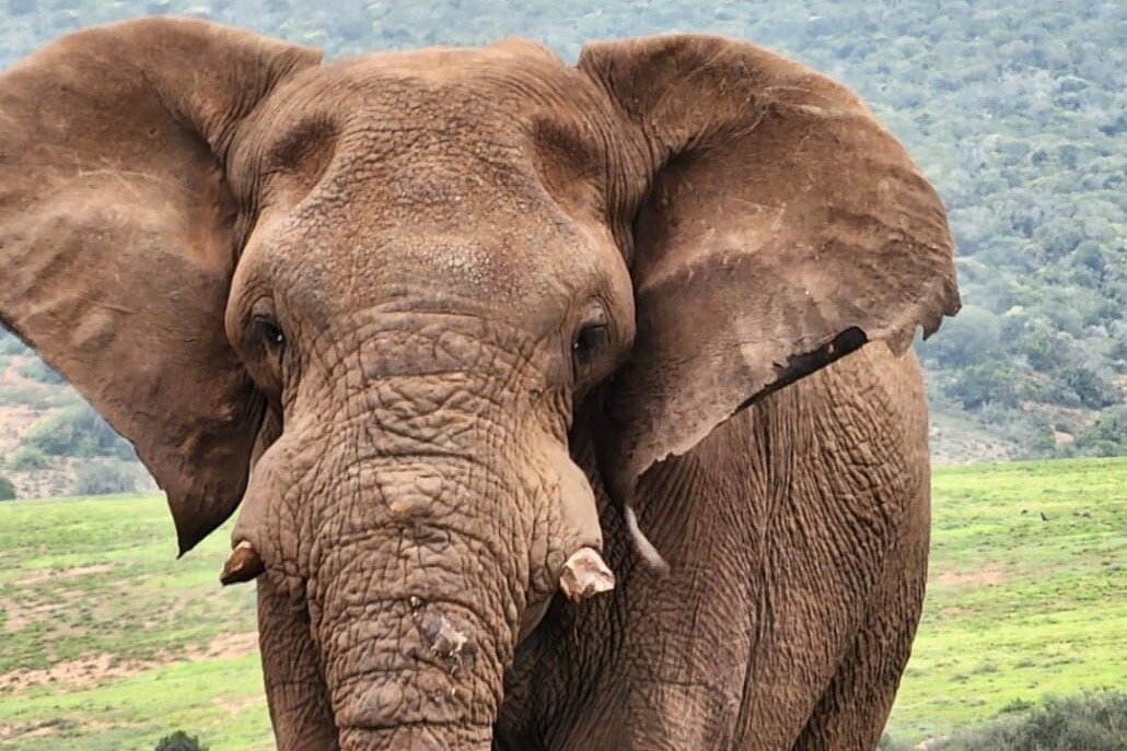 Full-Day game drive plus BBQ Lunch in Addo National Park