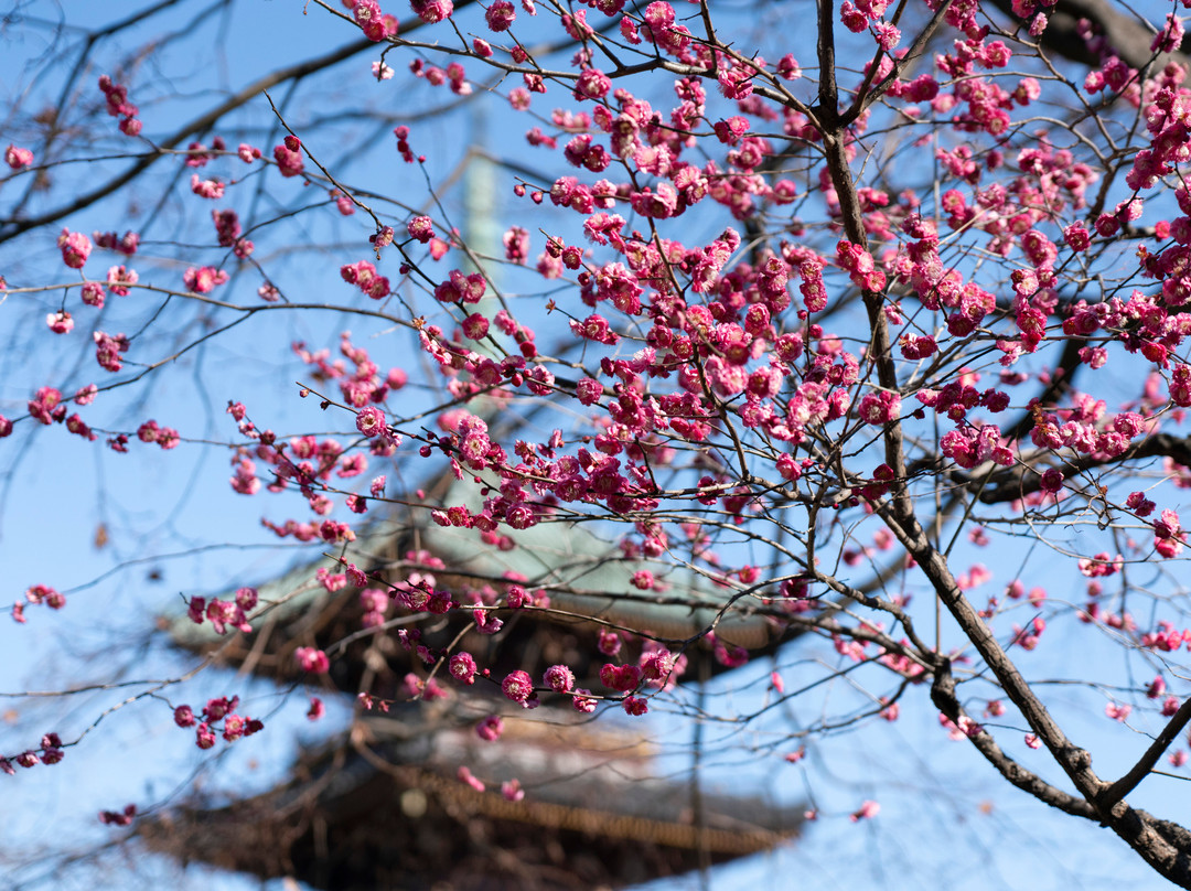 Ueno Toshogu Botanen-Uenokoen必去景点