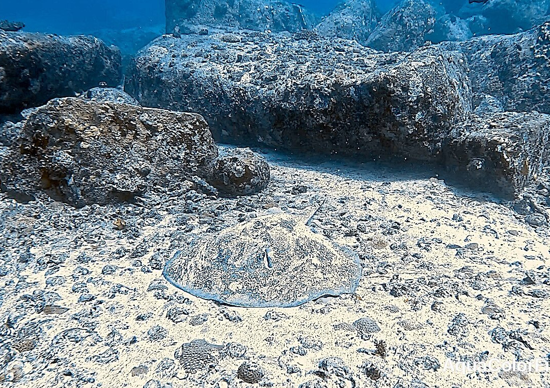Dive Resort Seychelles景点图片