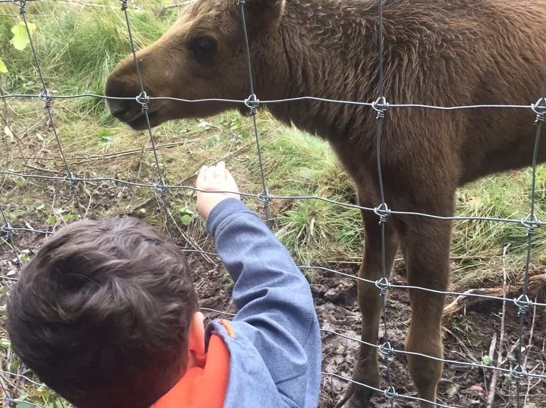 Varmlands Moose Park-Eksharad必去景点